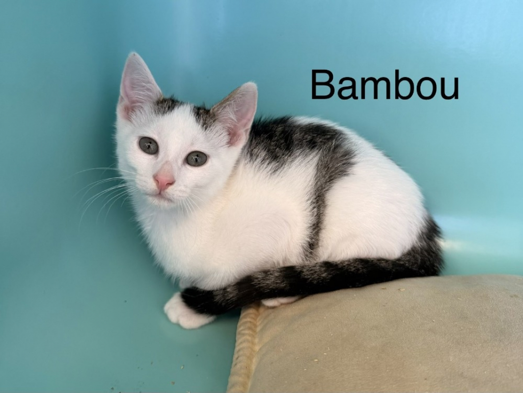 Bambou - Chat Européen à adopter