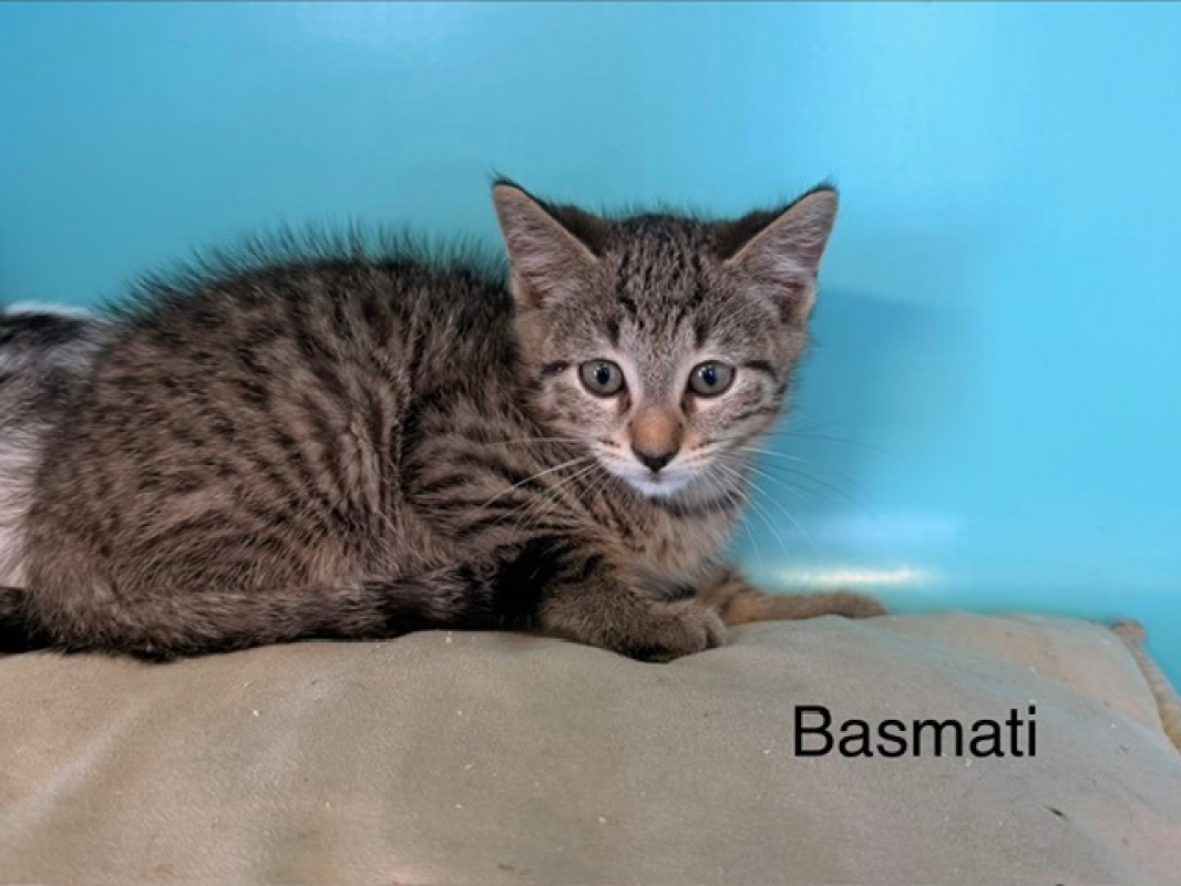 Basmati - Chat Européen à adopter