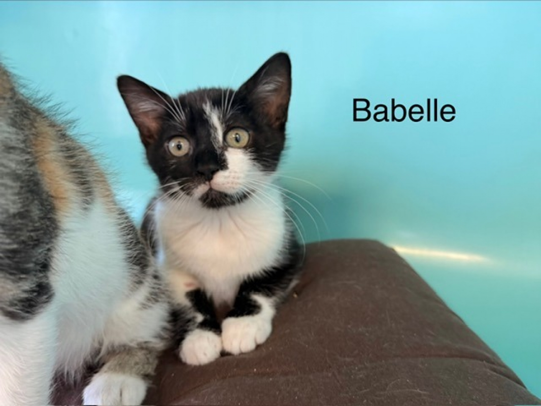 Babette - Chat Européen à adopter