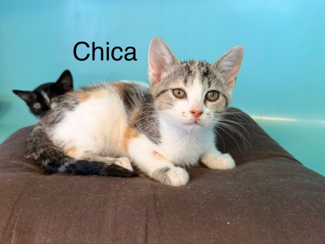 Chica - Chat Européen à adopter