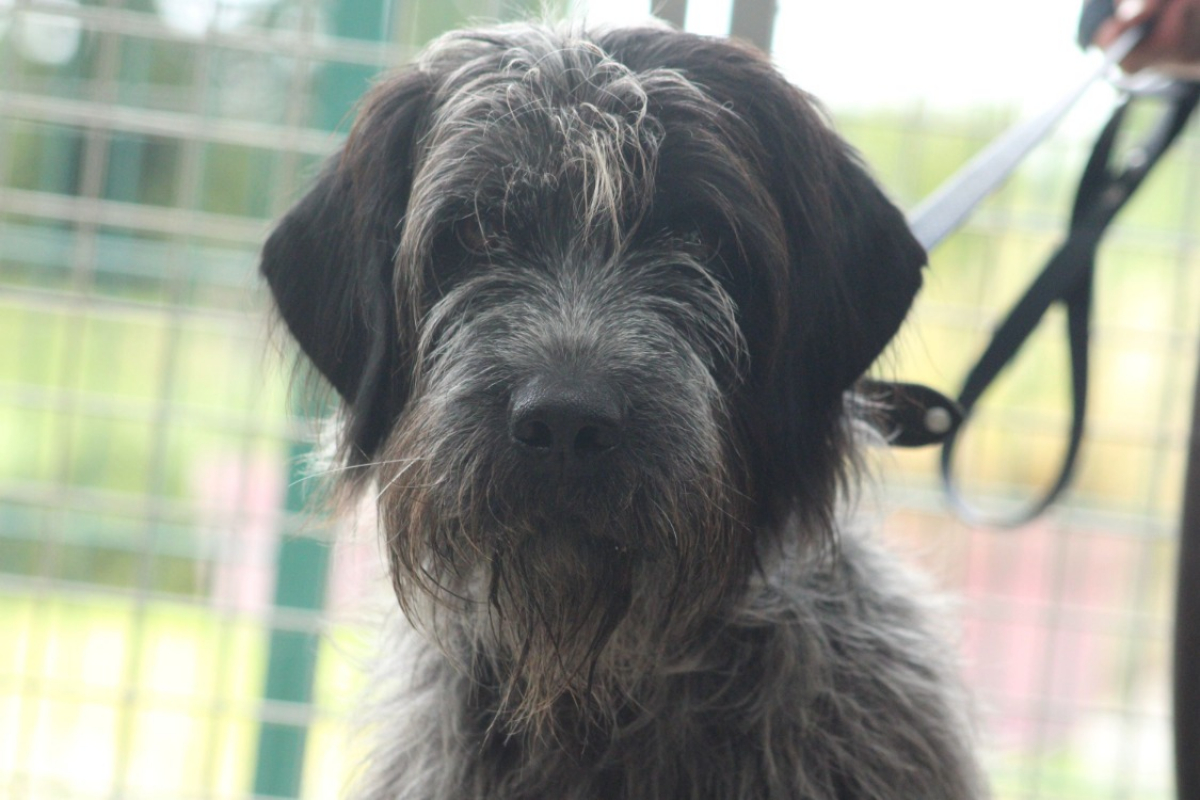 Pitou - Chien à adopter