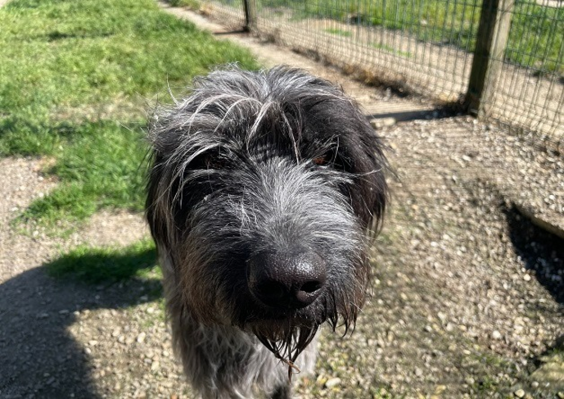Pitou - Chien à adopter - photo 2