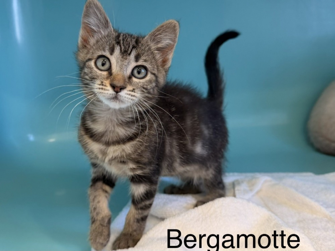 Bergamotte - Chat Européen à adopter