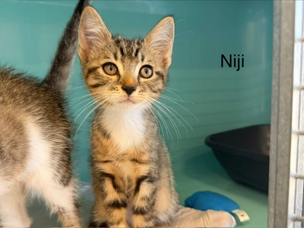 Niji - Chat Européen à adopter