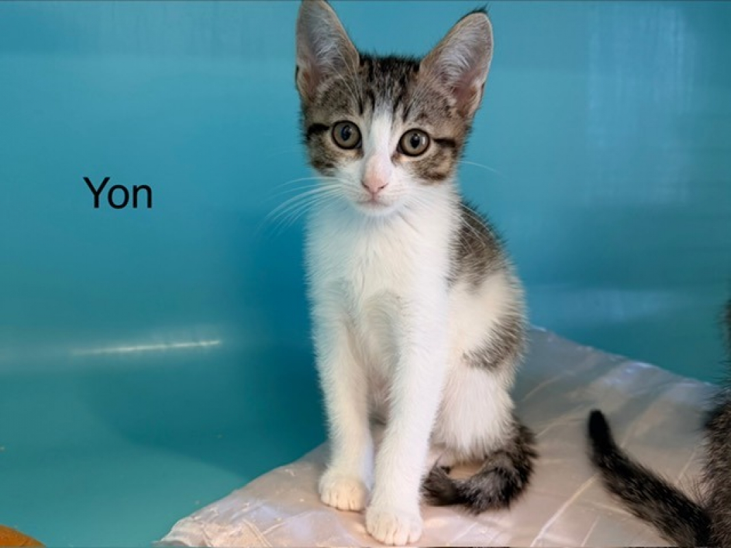 Yon - Chat Européen à adopter