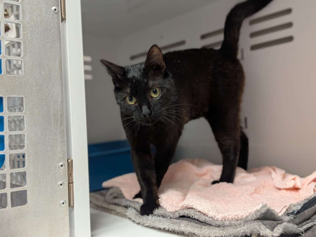 Pimprenelle - Chat Européen à adopter