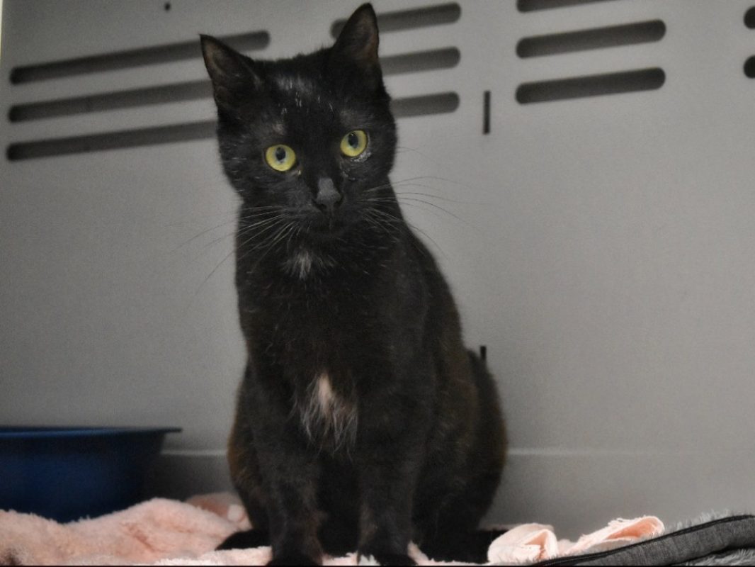 Pimprenelle - Chat Européen à adopter