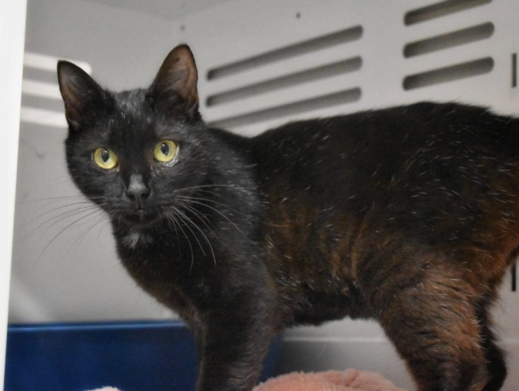 Pimprenelle - Chat Européen à adopter - photo 3