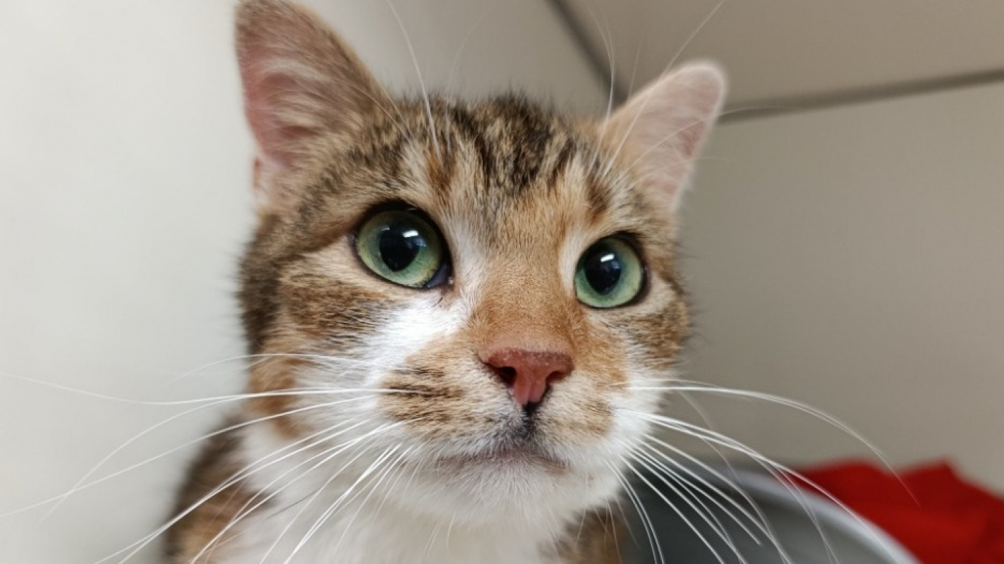 Bria - Chat à adopter