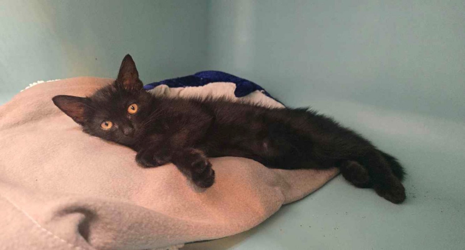 Horus - Chat Européen à adopter