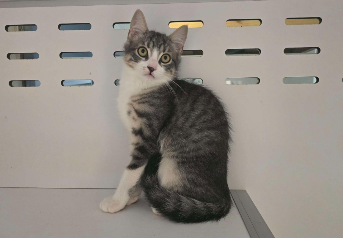 Filou - Chat Européen à adopter