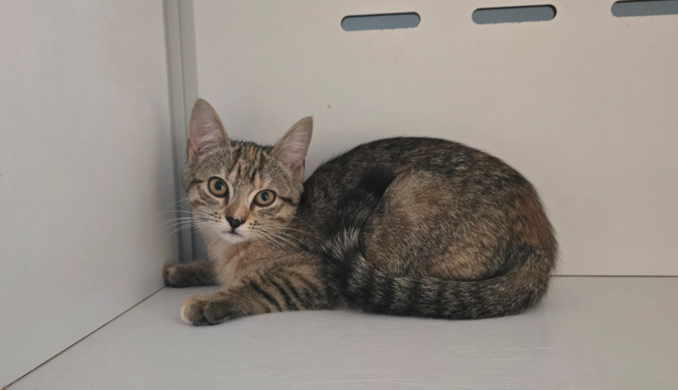 Corail - Chat Européen à adopter