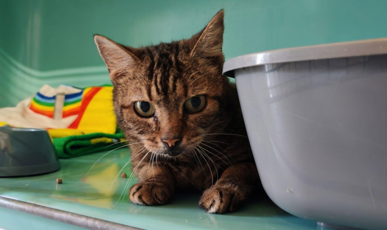 Rumba - Chat Européen à adopter