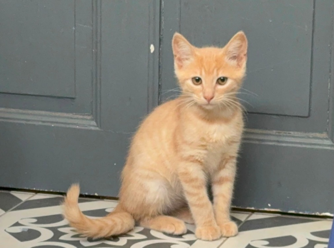 Barty - Chat Européen à adopter