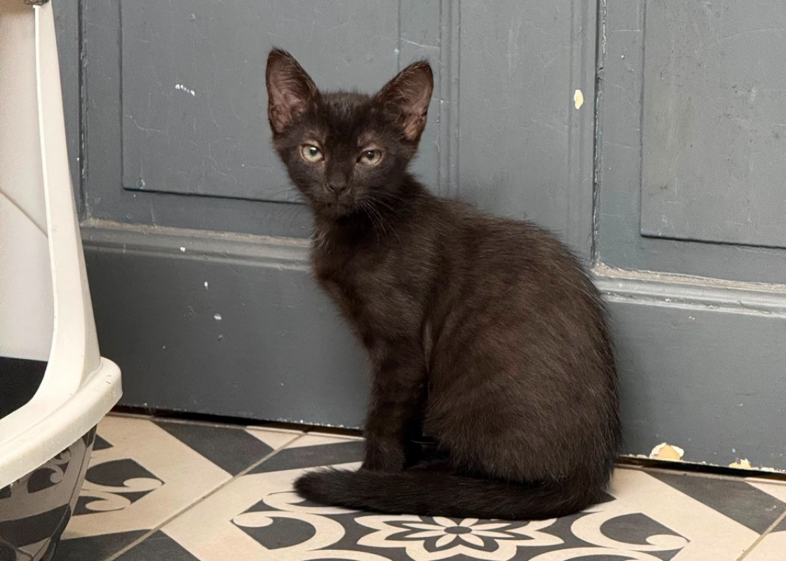 Buck - Chat Européen à adopter