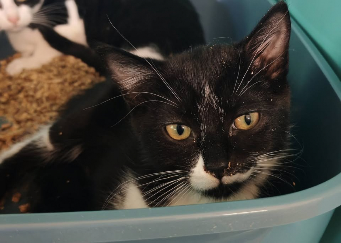 Soray - Chat Européen à adopter