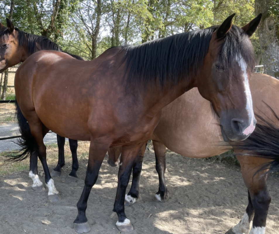 Rocky du bois morel - Equidé Cheval à adopter
