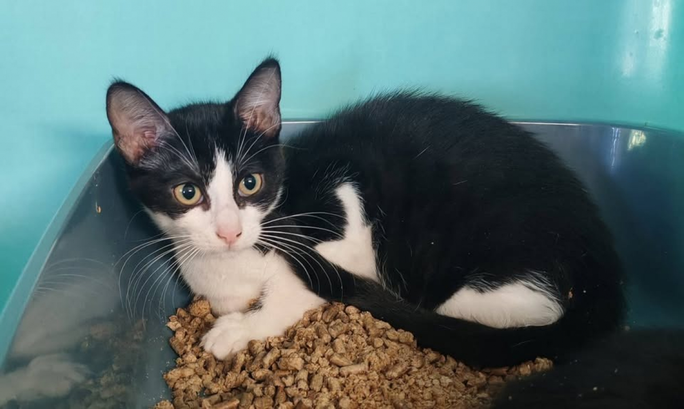Taray - Chat Européen à adopter