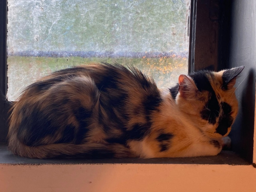 Bellatrix - Chat Européen à adopter