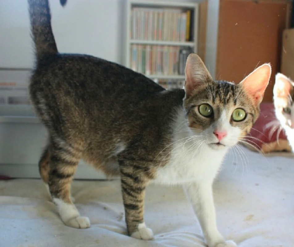 Beline - Chat Européen à adopter