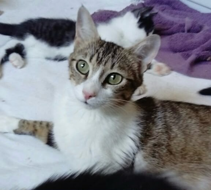 Beline - Chat Européen à adopter - photo 2