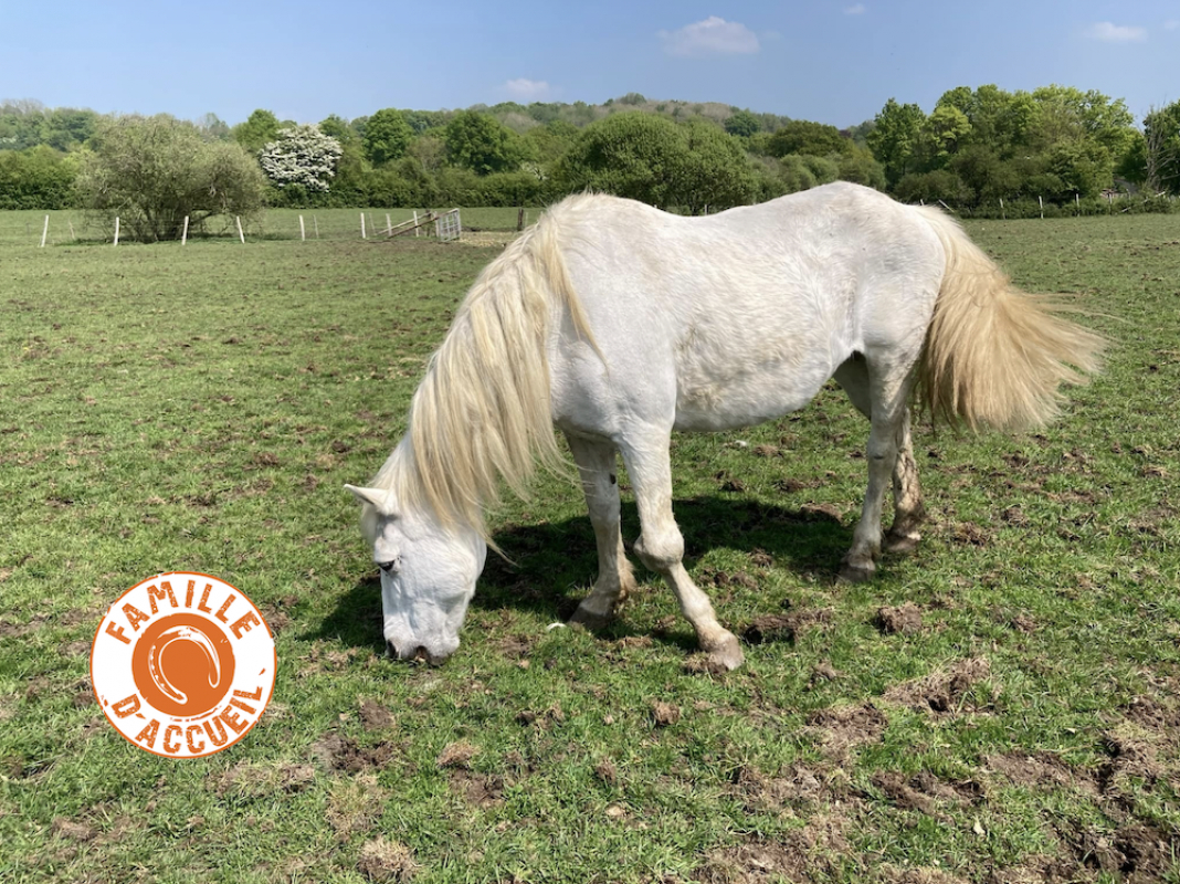 Nais - Equidé Poney à adopter