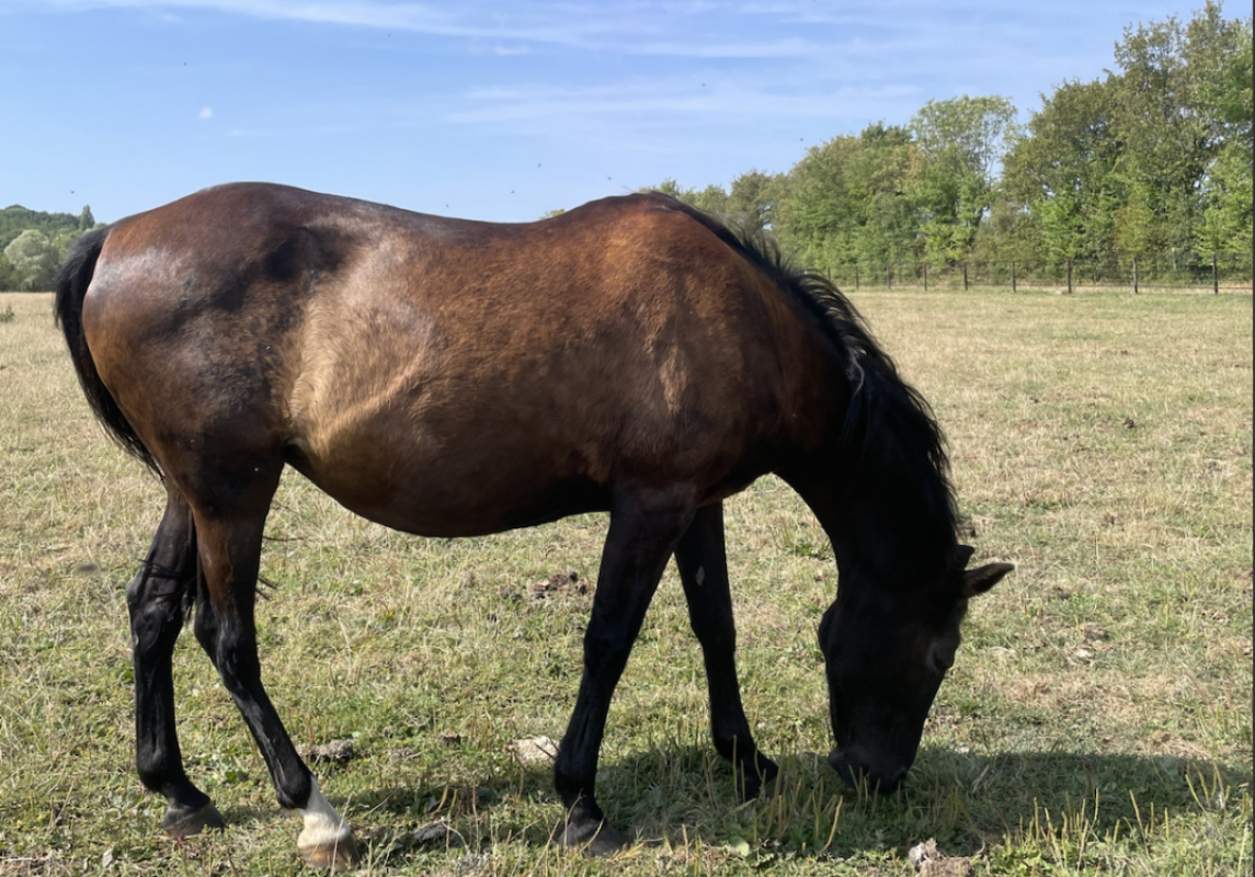 Melchior de laille - Equidé Cheval à adopter