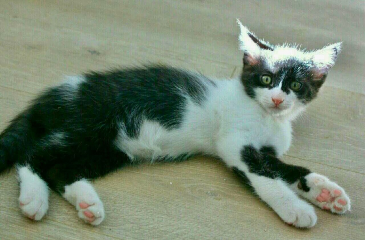 Banana - Chat Européen à adopter
