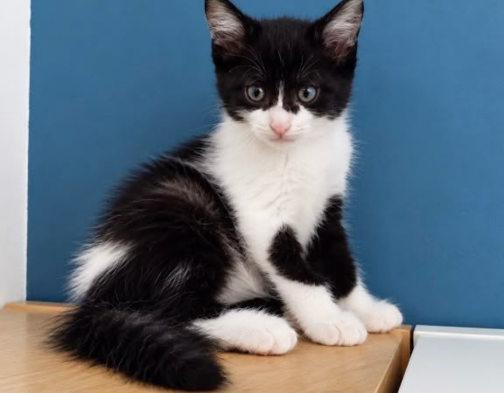Brownie - Chat Européen à adopter