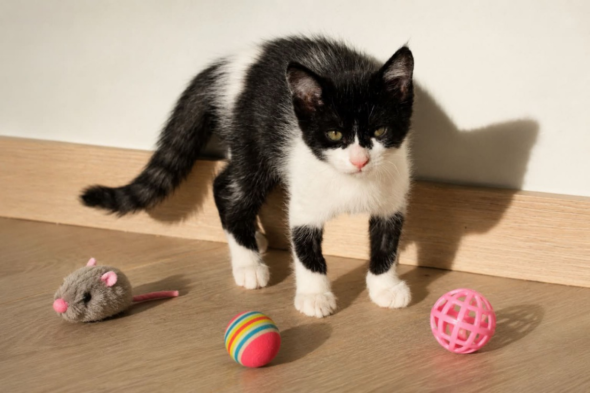 Brownie - Chat Européen à adopter - photo 2