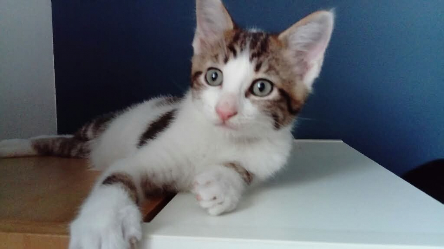 Beignet - Chat Européen à adopter - photo 2