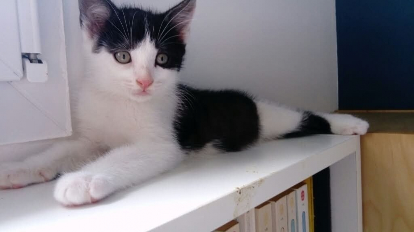 Bretzel - Chat Européen à adopter
