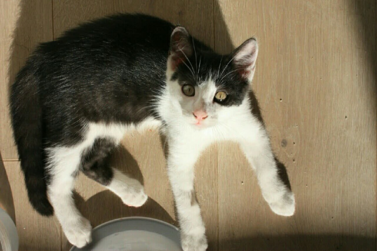 Bretzel - Chat Européen à adopter - photo 2
