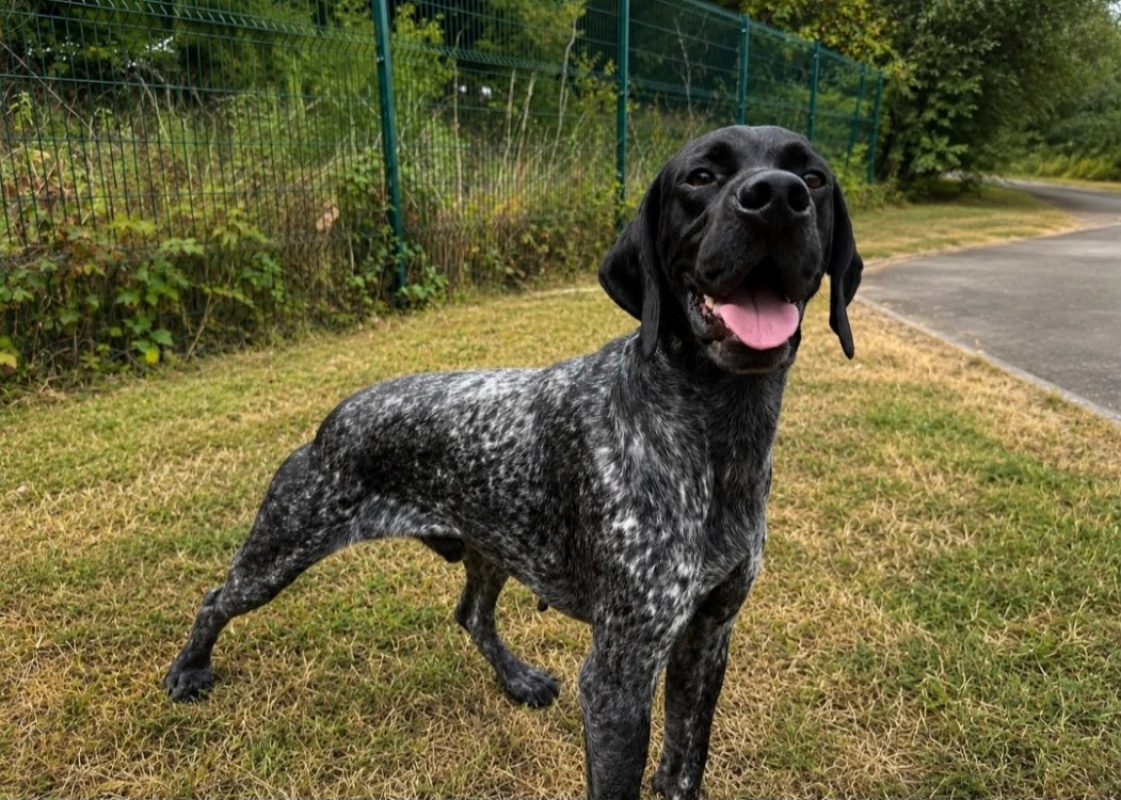 Patch - Chien à adopter