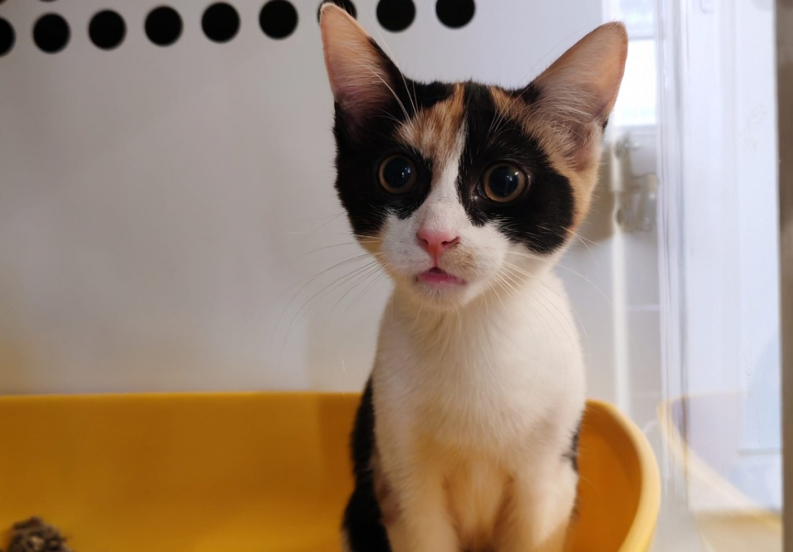 Panda - Chat Européen à adopter