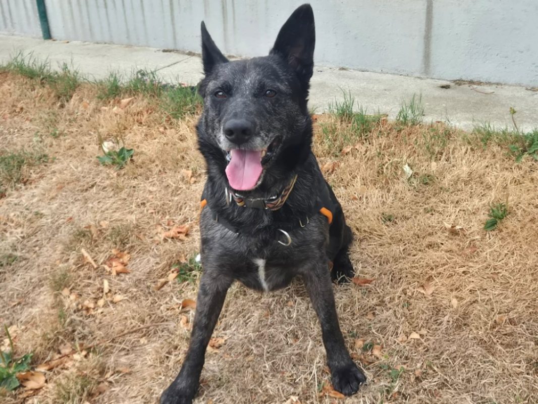 Pere dodu - Chien à adopter - photo 3