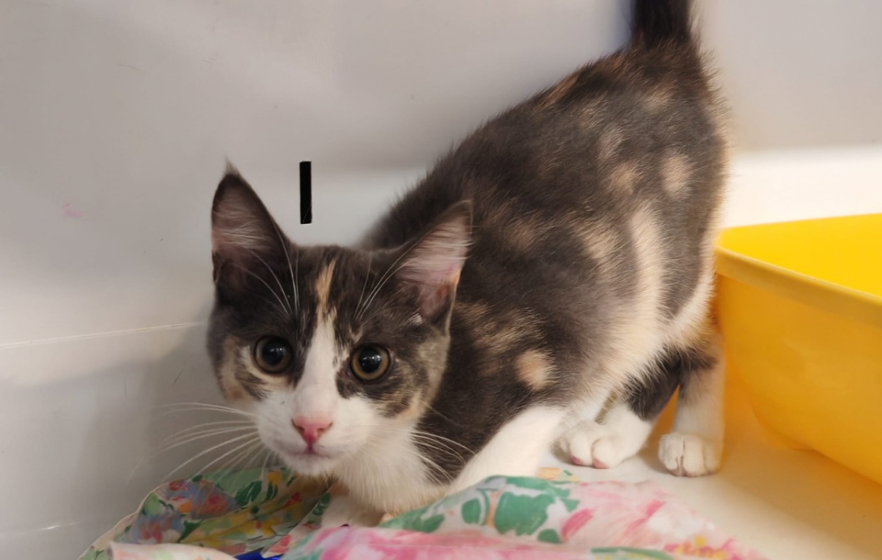 Muffin - Chat Européen à adopter