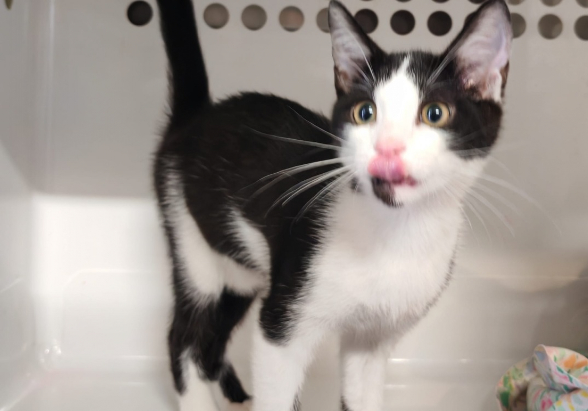 Oreo - Chat Européen à adopter
