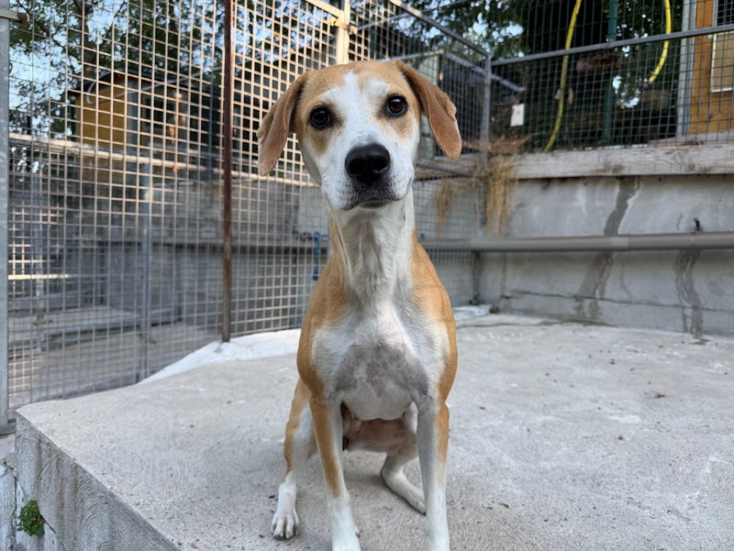 Pink - Chien à adopter