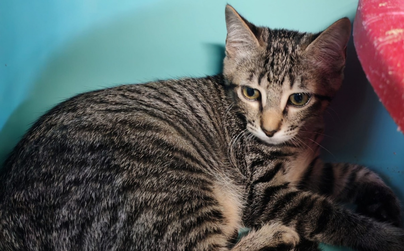 Gouda - Chat Européen à adopter