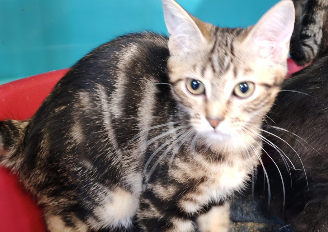 Cantal - Chat Européen à adopter