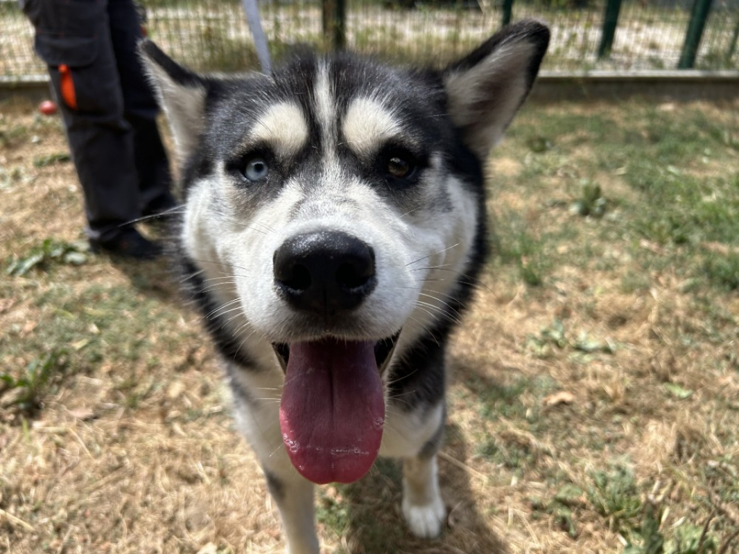 Alto - Chien Husky Sibérien à adopter