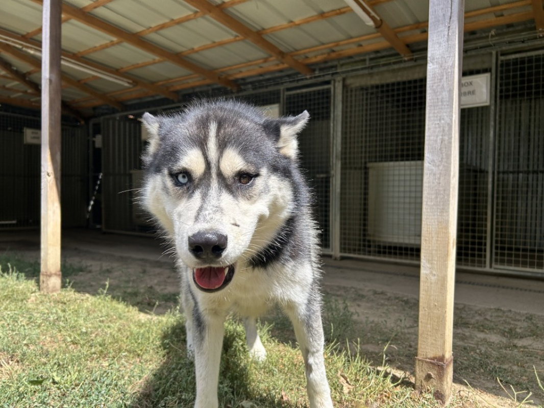 Alto - Chien Husky Sibérien à adopter - photo 2