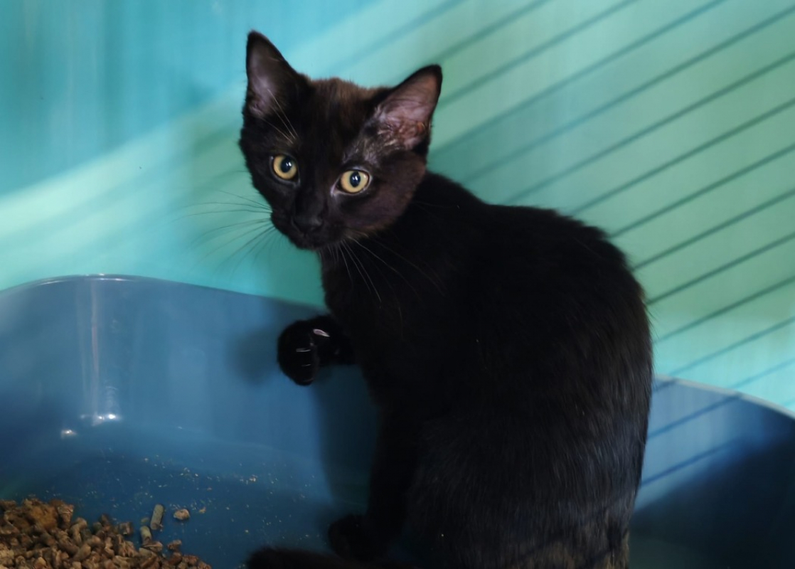 Emmental - Chat Européen à adopter