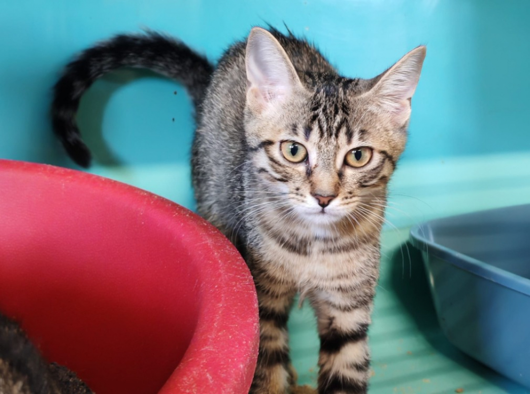 Kiri - Chat Européen à adopter