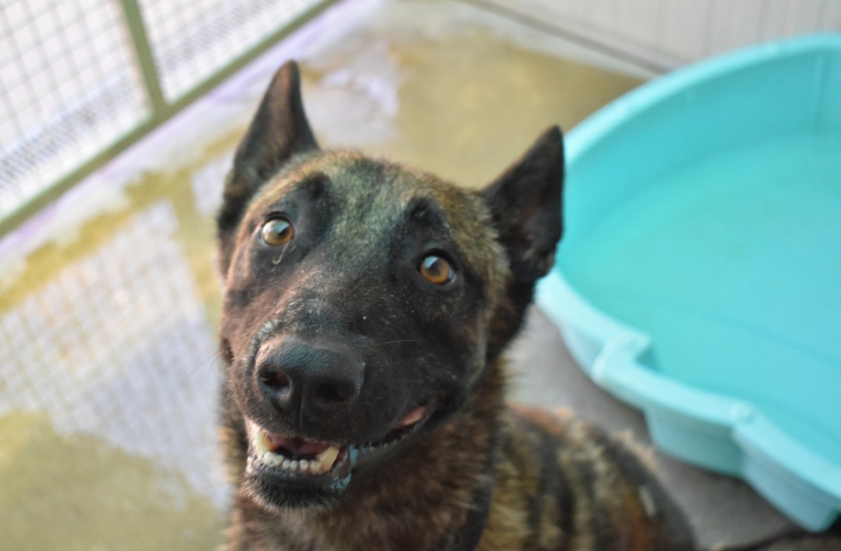 Rocky - Chien Berger Belge Malinois à adopter