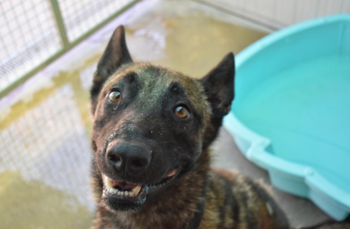 Rocky - Chien Berger Belge Malinois à adopter