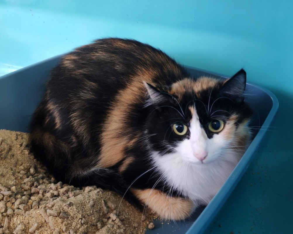 Tamara - Chat Européen à adopter
