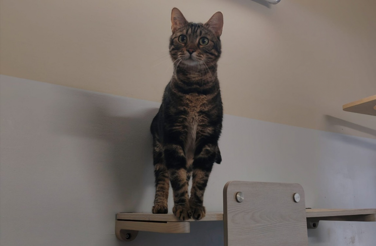 Tiger - Chat Européen à adopter