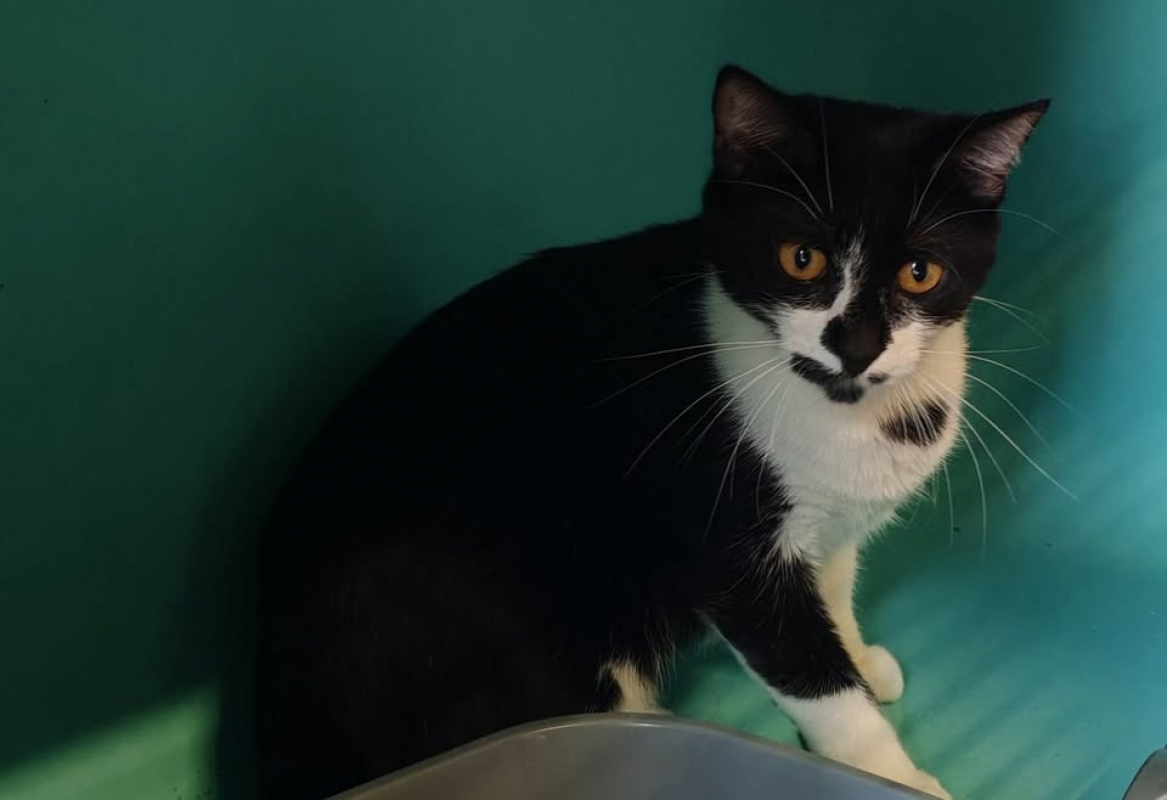 Chatmaille - Chat Européen à adopter